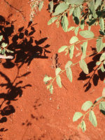 A little dragon on the Plenty Hwy